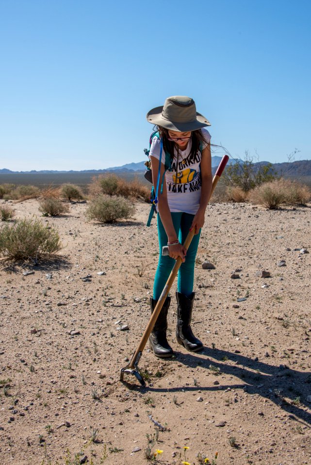 Volunteer Sahara Mustard plant pulling (4.4.15)