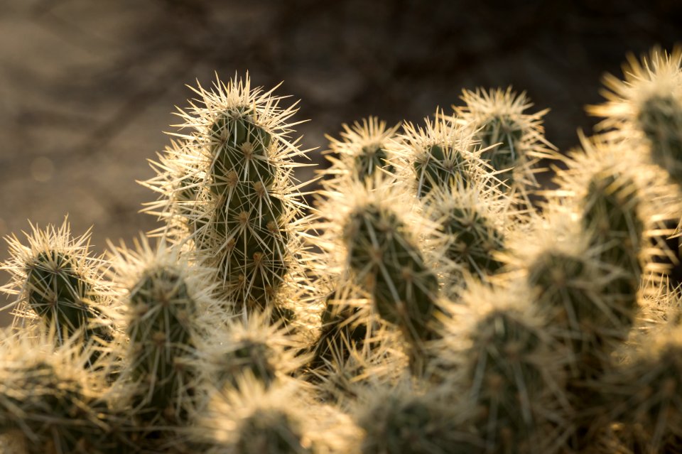 Cholla