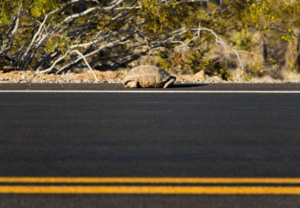 Desert tortoise (Gopherus agassizii); crossing roadway