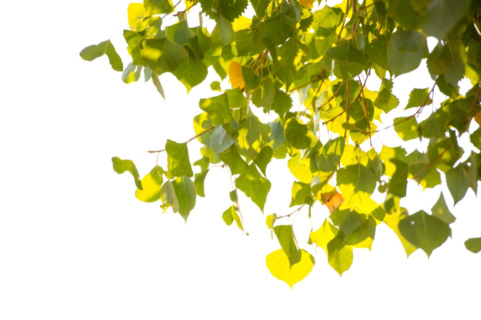Frémont's cottonwood (Populus fremontii) leaves at Cottonwood Springs