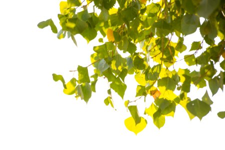 Frémont's cottonwood (Populus fremontii) leaves at Cottonwood Springs