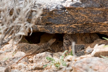 Great Basin collared lizard (Crotaphytus bicinctores) photo