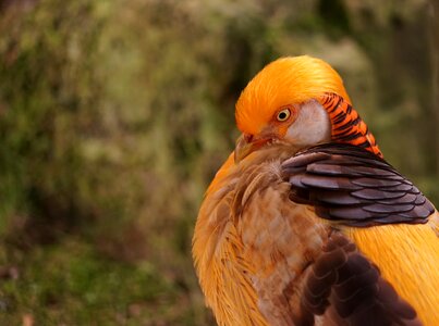 Bird portrait close up