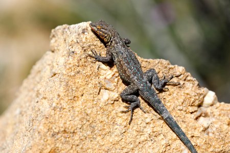 Common Side-Blotched Lizard photo