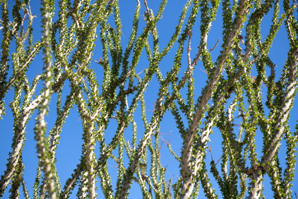 Ocotillo (fouquieria splendens)