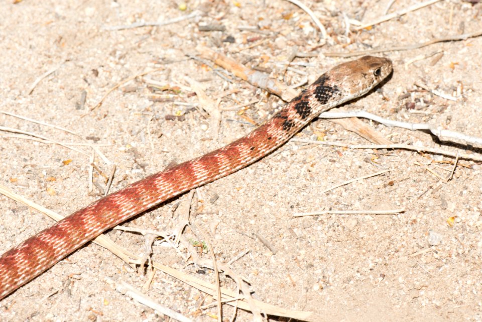 Red racer (Coluber flagellum piceus)