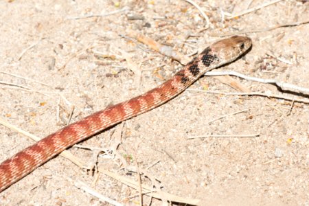 Red racer (Coluber flagellum piceus)