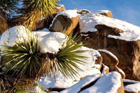 Joshua Tree branches in snow photo