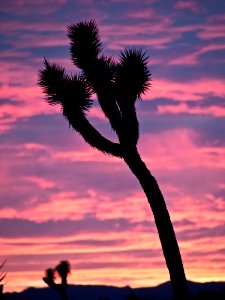 Joshua Trees at Sunset photo
