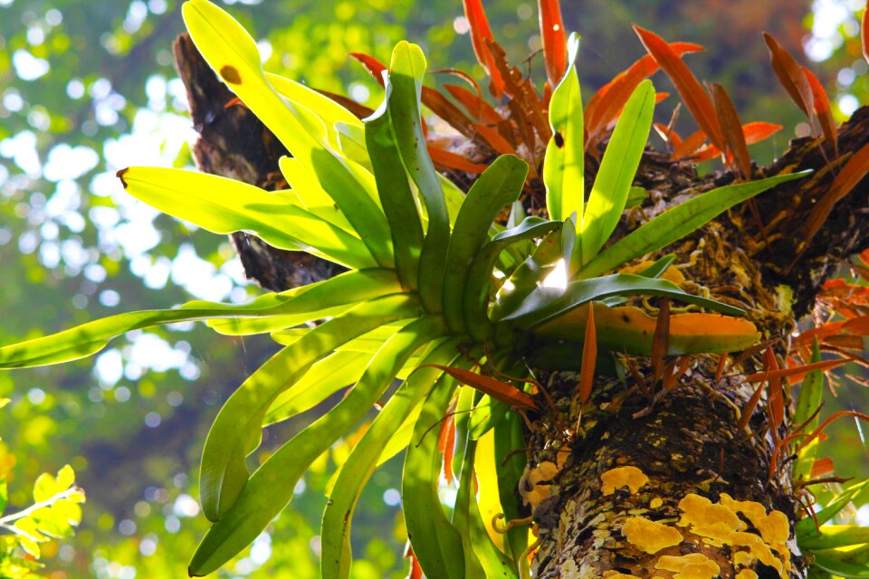 Green nature environment