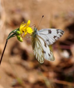 Checkered White Butterfly; Pontia protodice photo