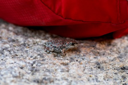 Red spotted toad (anaxyrus punctatus) near a backpack photo