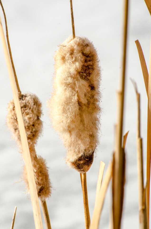 Plants lake plants winter photo