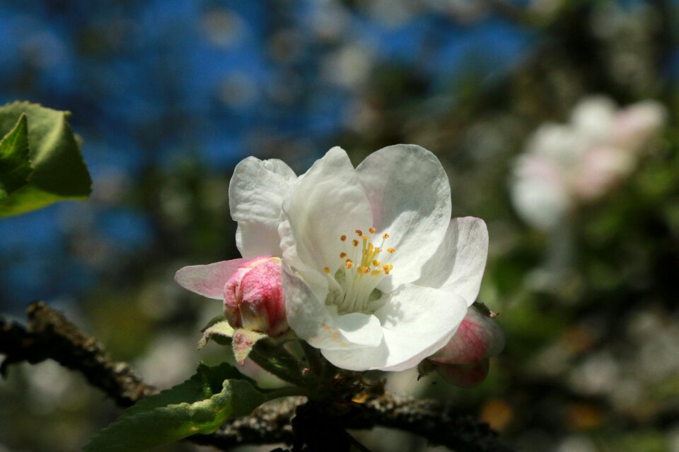 Spring close up blossom