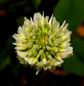 Green petals spring