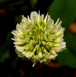 Green petals spring photo