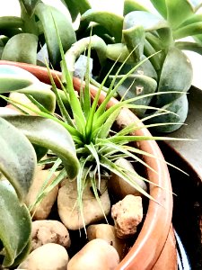 Tillandsia stricta. (Gravatazinho, Cravo-do-mato). #idaleciosantos #tillandsia #tillandsiastricta #bromeliaceae #tillandsioideae photo