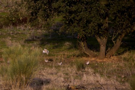 Esteparias ZEPA alto Guadiato