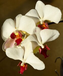 Blossom bloom orchid photo