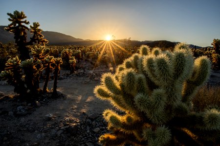 Setting Sun at the Cholla Garden