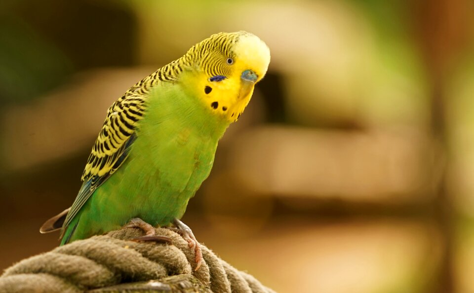 Feather plumage parakeets
