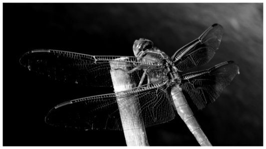 Dragonfly Textures
