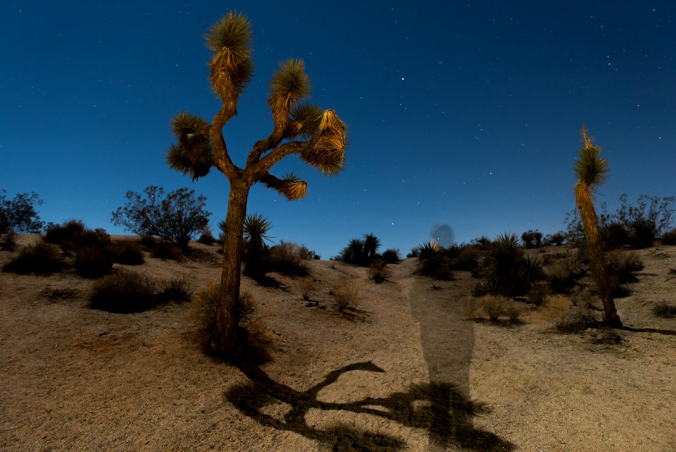 Moonlit scene in Jumbo Rocks Campground