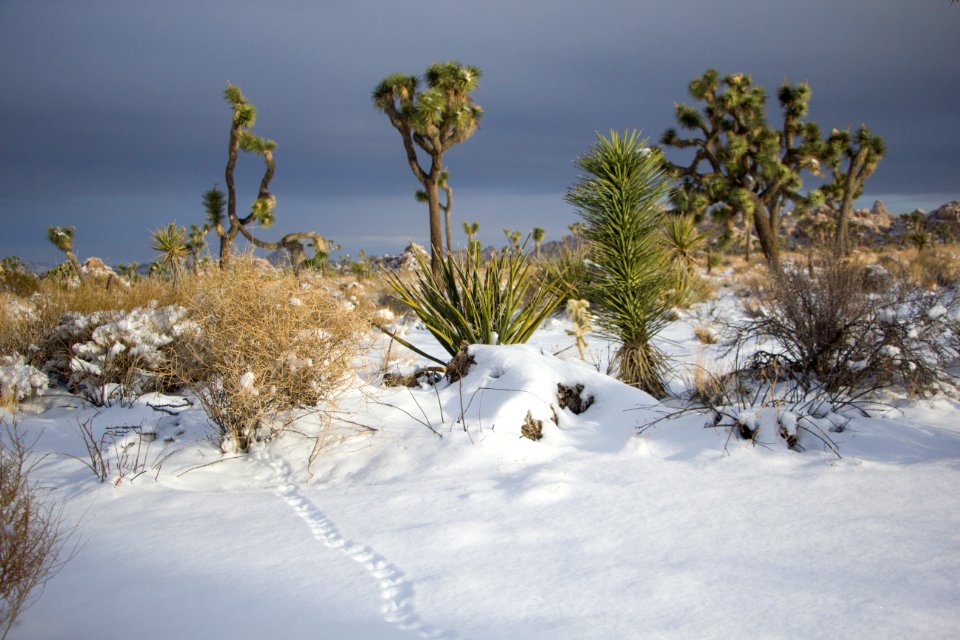 Snowfall on 12/31/14 - Unknown animal tracks