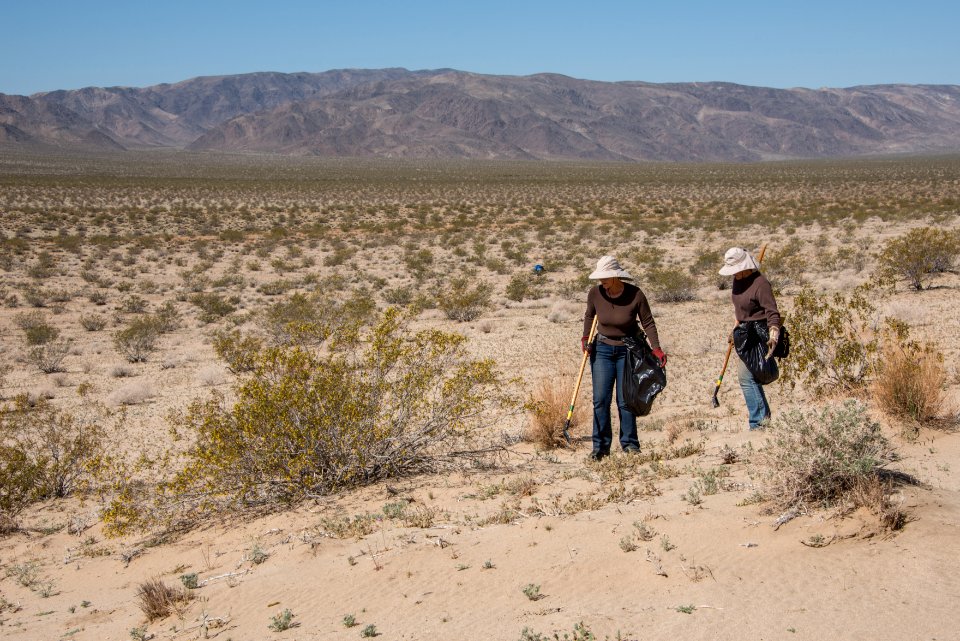 Volunteer Sahara Mustard plant pulling (4.4.15)
