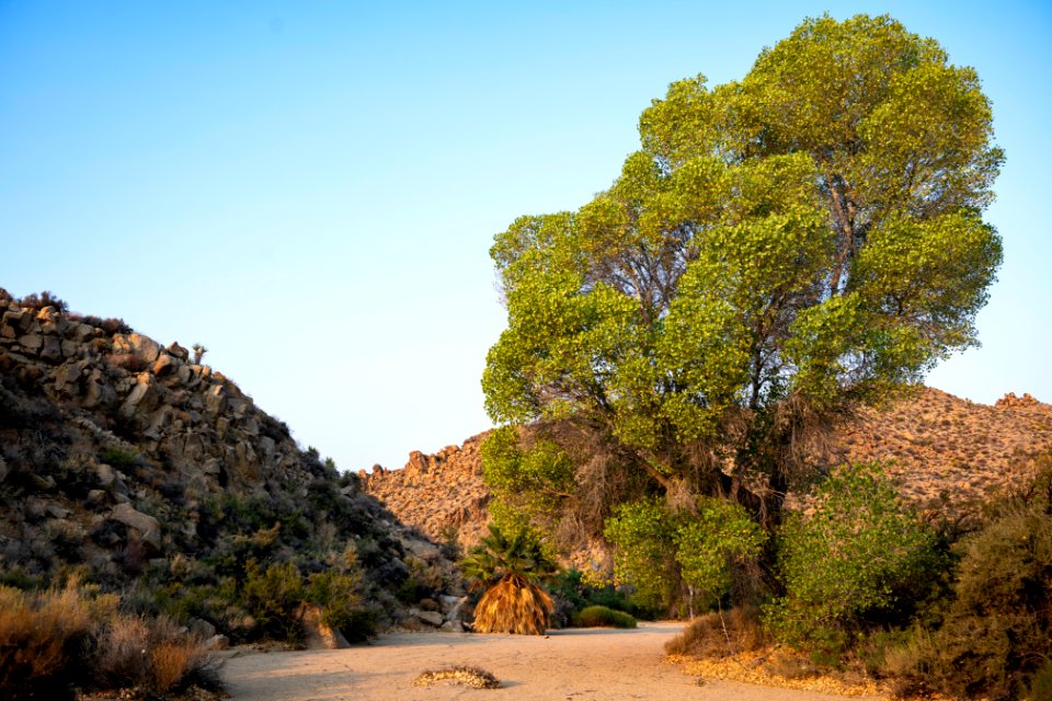 Frémont's cottonwoods (Populus fremontii) at Cottonwood Springs