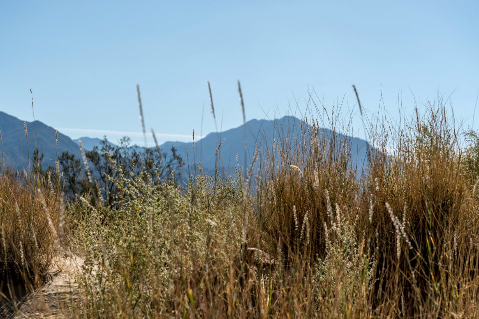 Mojave National Preserve photo