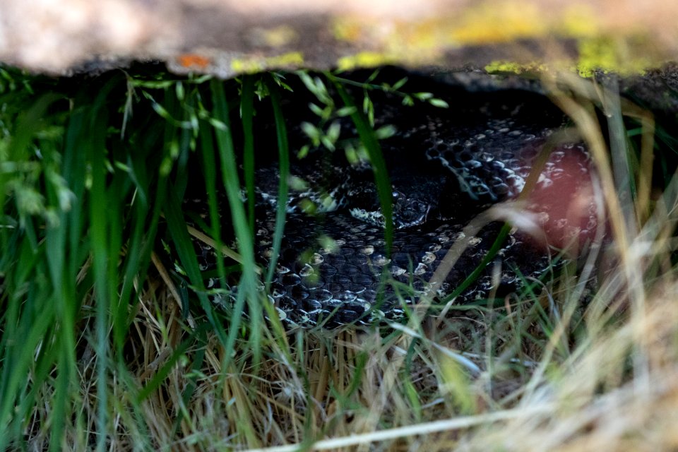 Snake Under a Boulder