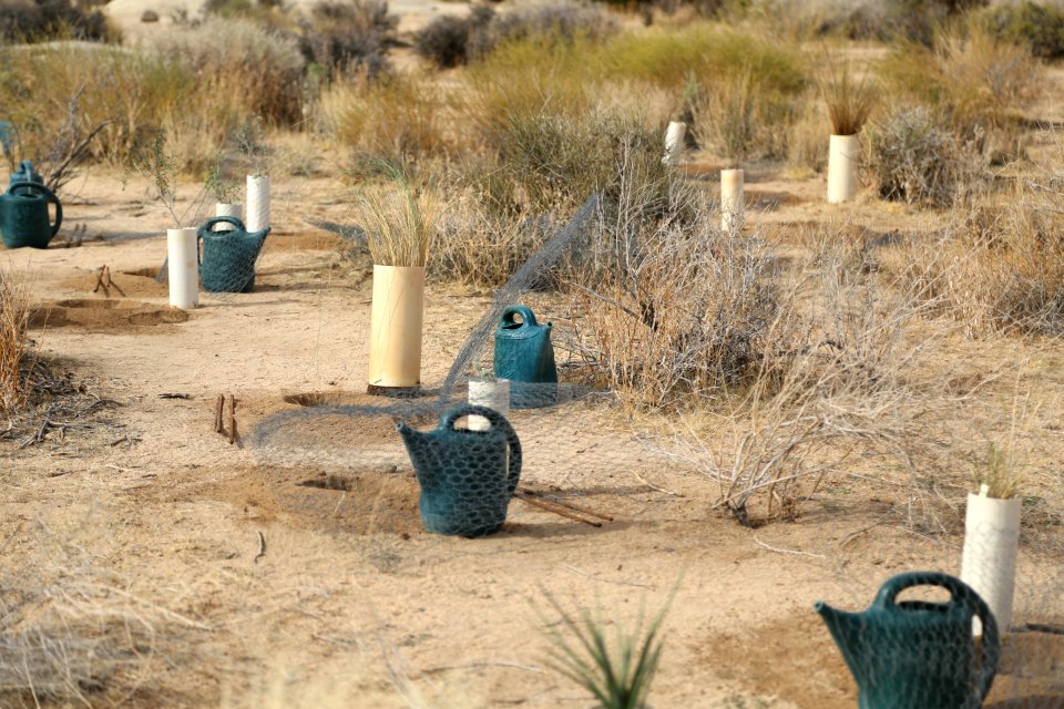 Preparing to plant near Hemingway Buttress