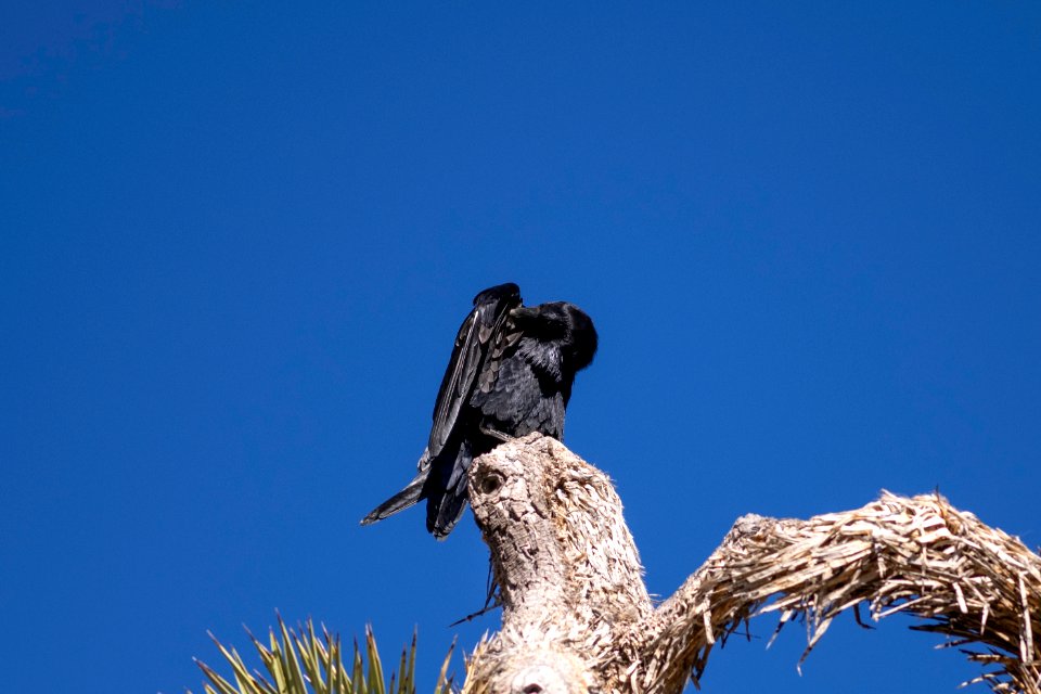 Raven (Corvus corax) atop a Joshua tree photo