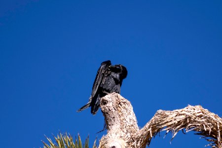 Raven (Corvus corax) atop a Joshua tree