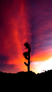Sunset and Joshua Tree photo