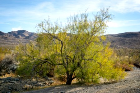 Desert willow (Chilopsis linearis) near Pinkham Canyon Road