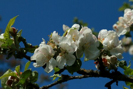 Spring close up blossom photo