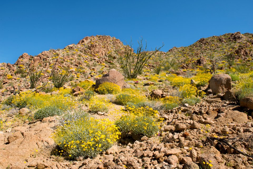 Wildflowers on hillside near Cottonwood