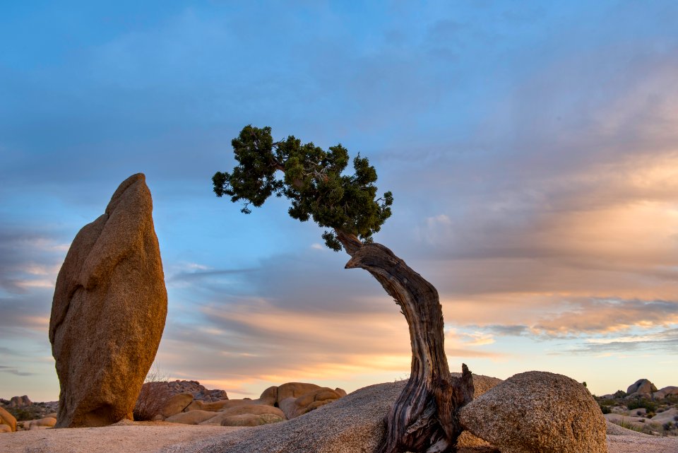 Juniper and Monolith