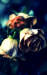 Cross effect roses design