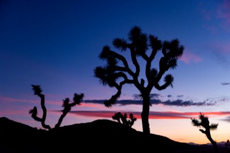 Sunset in Joshua Tree