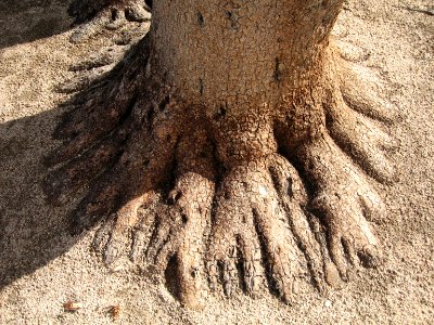 Joshua tree (Yucca brevifolia) roots; Barker Dam Trail photo