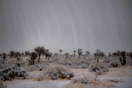 Snow falling over Joshua trees at Covington Flats photo