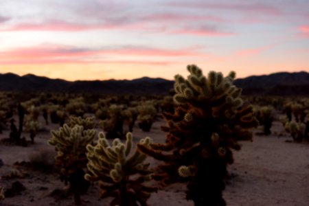 Sunset at Cholla Cactus Garden photo
