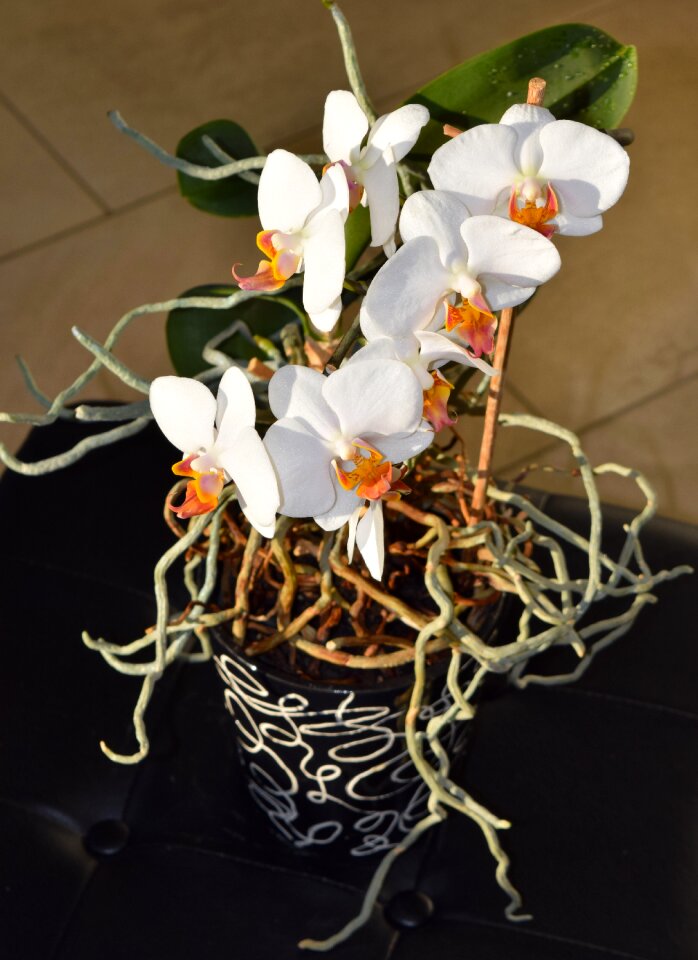 Orchid flowerpot root