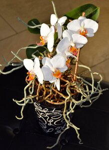 Orchid flowerpot root
