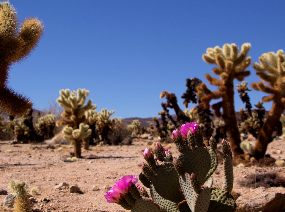 Beavertail Cactus