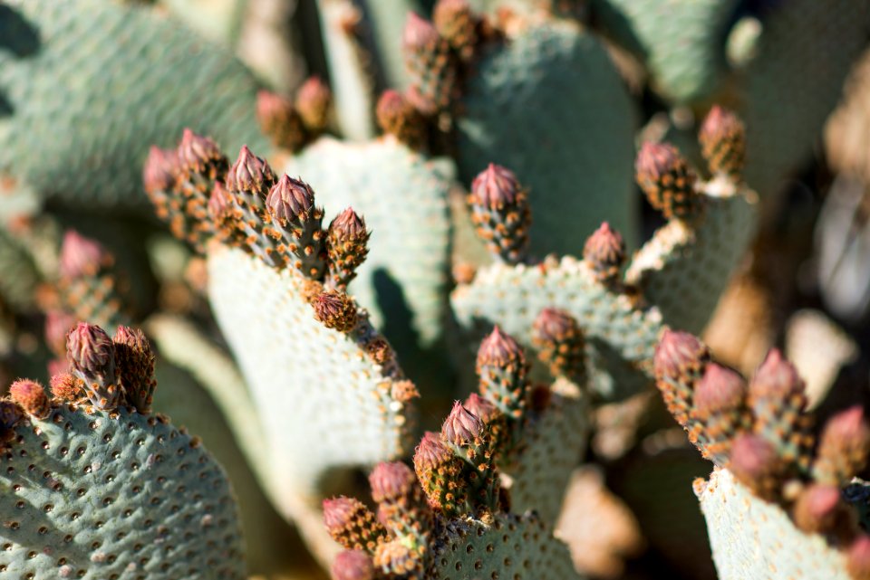 Beavertail cactus (Opuntia basilaris var. basilaris) buds