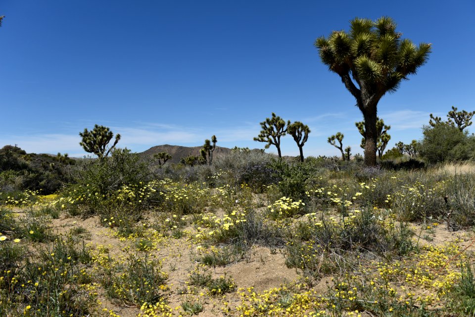 Wildflowers by Keys View Road